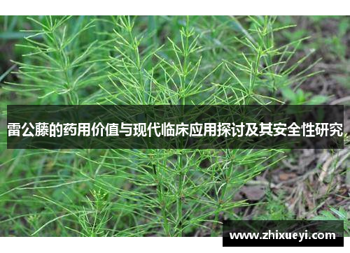 雷公藤的药用价值与现代临床应用探讨及其安全性研究
