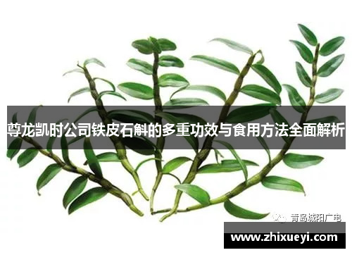 尊龙凯时公司铁皮石斛的多重功效与食用方法全面解析
