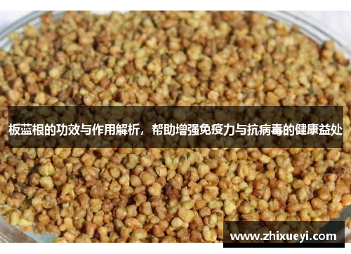 板蓝根的功效与作用解析，帮助增强免疫力与抗病毒的健康益处
