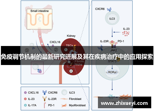 免疫调节机制的最新研究进展及其在疾病治疗中的应用探索